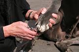GRIFFES - DOGUE ALLEMAND 049